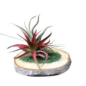 Air Plants